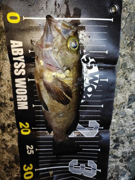 メバリング@樽井