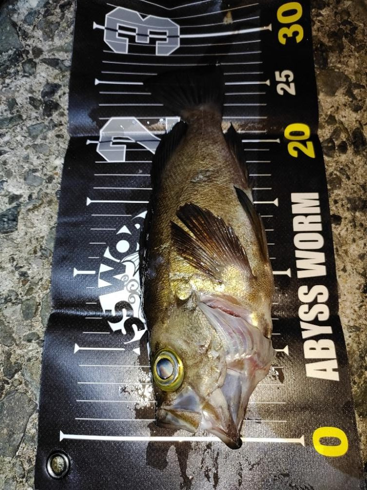 メバリング@樽井