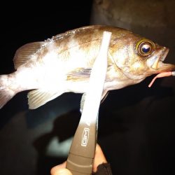 メバリングとタコ