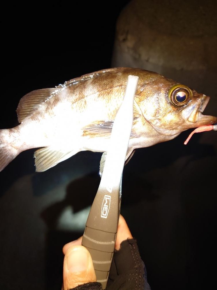 メバリングとタコ