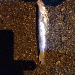 淀川ウナギつり