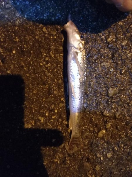 淀川ウナギつり