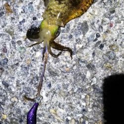 今年の春イカ小さくない？