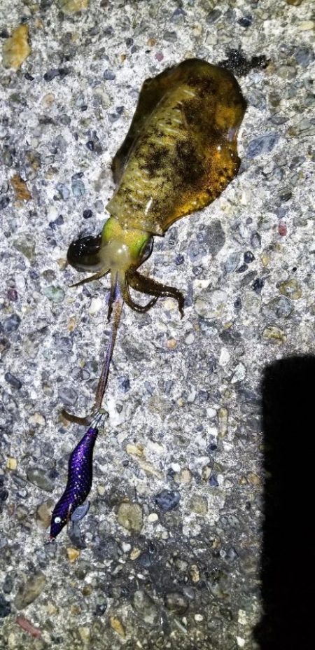 今年の春イカ小さくない？