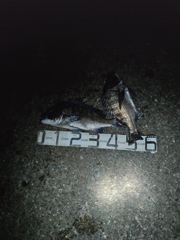 6/4釣果 チヌ年無し釣れました!