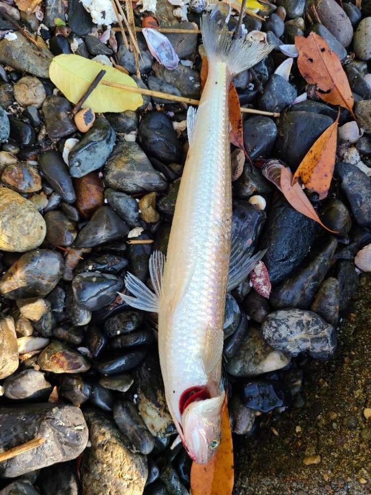 大きいヤツに会いに行く