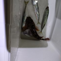 小アジ小サバ大量