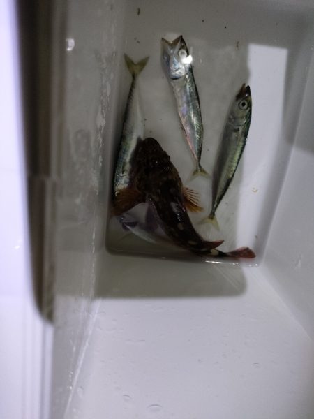 小アジ小サバ大量