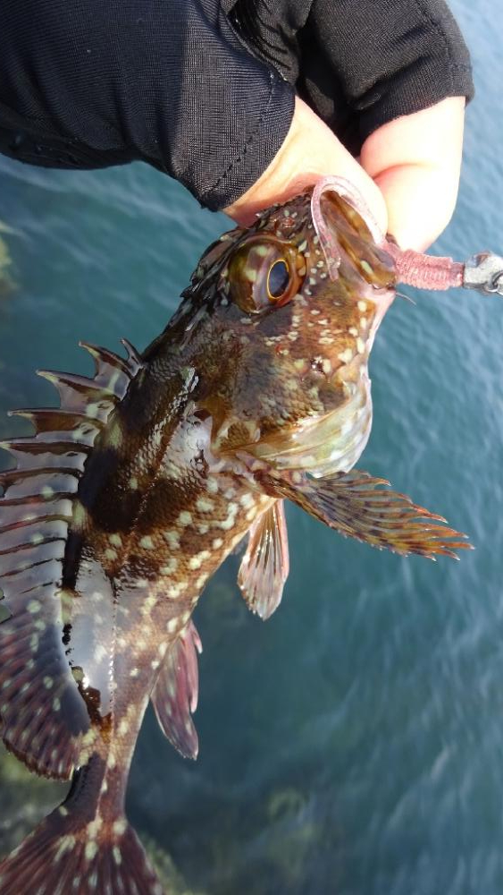 岬町ライトゲーム2