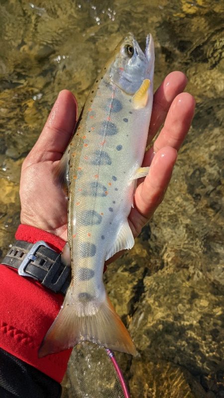本流アマゴ釣り