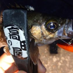 メバルプラッギング