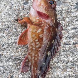 アジング@深日す