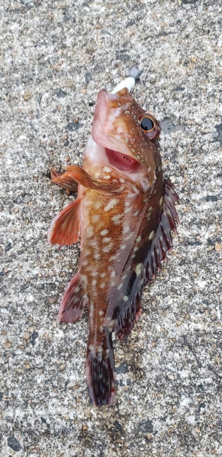 アジング@深日す