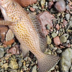 ショアジギング