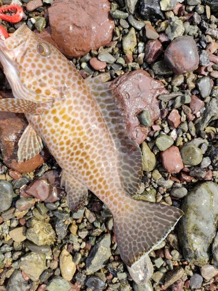 ショアジギング