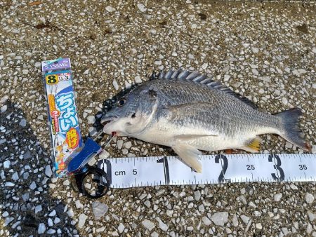 キス調査のつもりで…