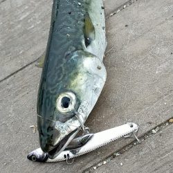 サバの時合いがありました