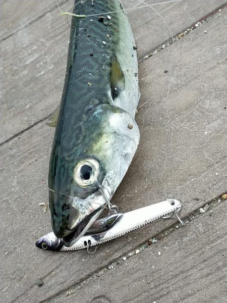 サバの時合いがありました