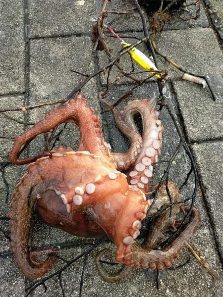 想定外の朝タコ