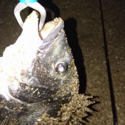 今期初真チヌ釣れた