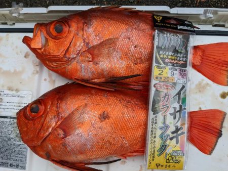 イサキ仕掛けで五目釣り