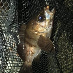 フロートゲーム～