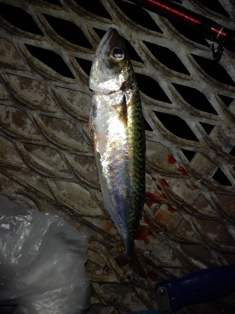 とっとパークかご釣り