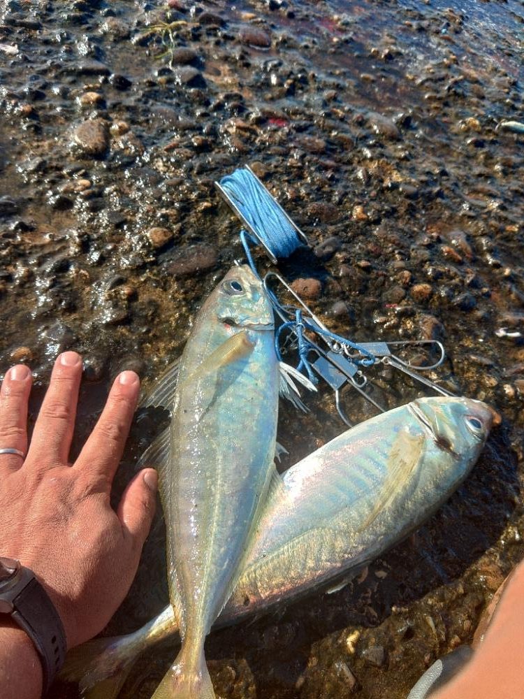 まだまだメガアジ絶好調