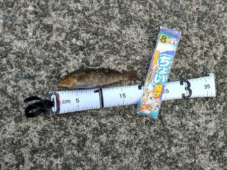 ちょい投げ釣行