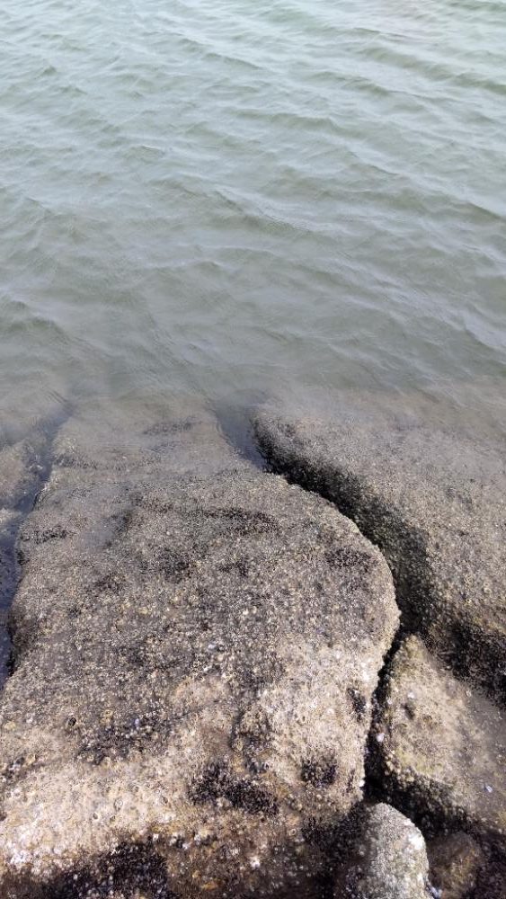 淀川うなぎ釣り