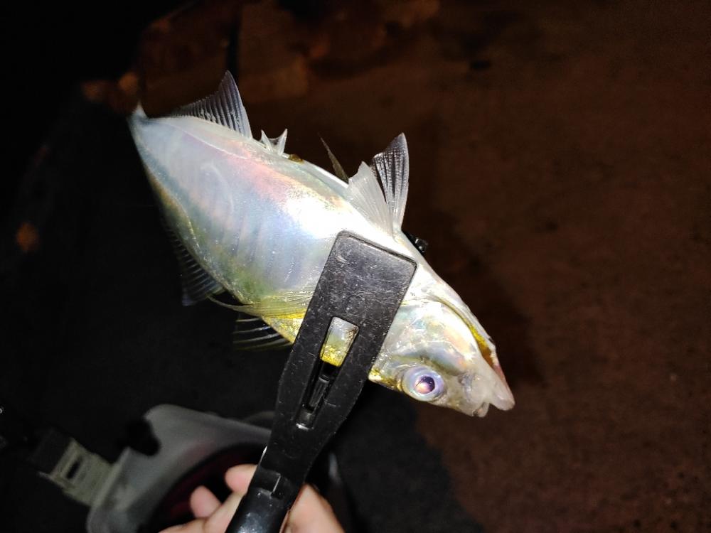 アジ後キス@泉大津