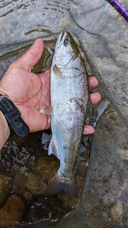 本流アマゴ釣り