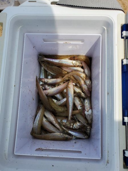 三重県のキス調査