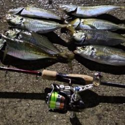 笠岡諸島アジング