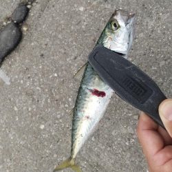 まさかのサビキで