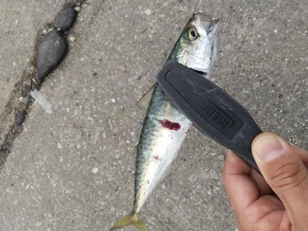 まさかのサビキで