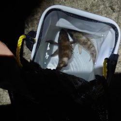 ちょこっと1時間だけ