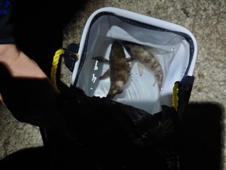 ちょこっと1時間だけ