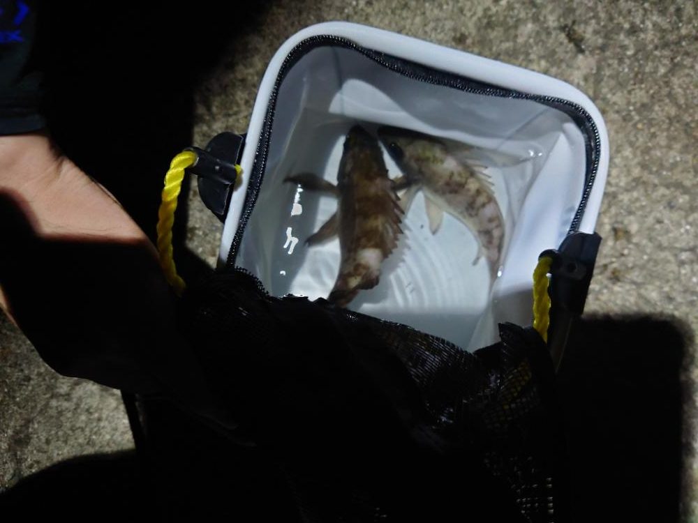 ちょこっと1時間だけ