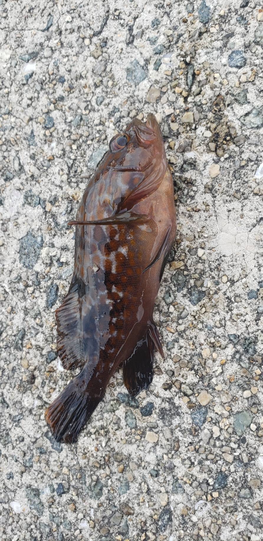 アジ探し@佐野漁港