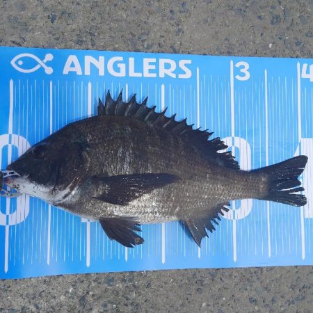 紀州釣りに挑戦(◔‿◔)のっこみチヌさま登…