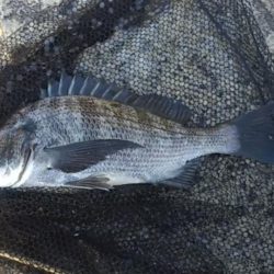 五目釣り達成？