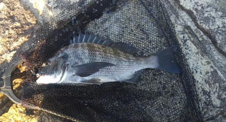 五目釣り達成？