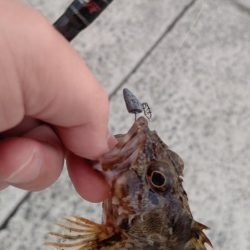 小さいやつしかよう釣らん。