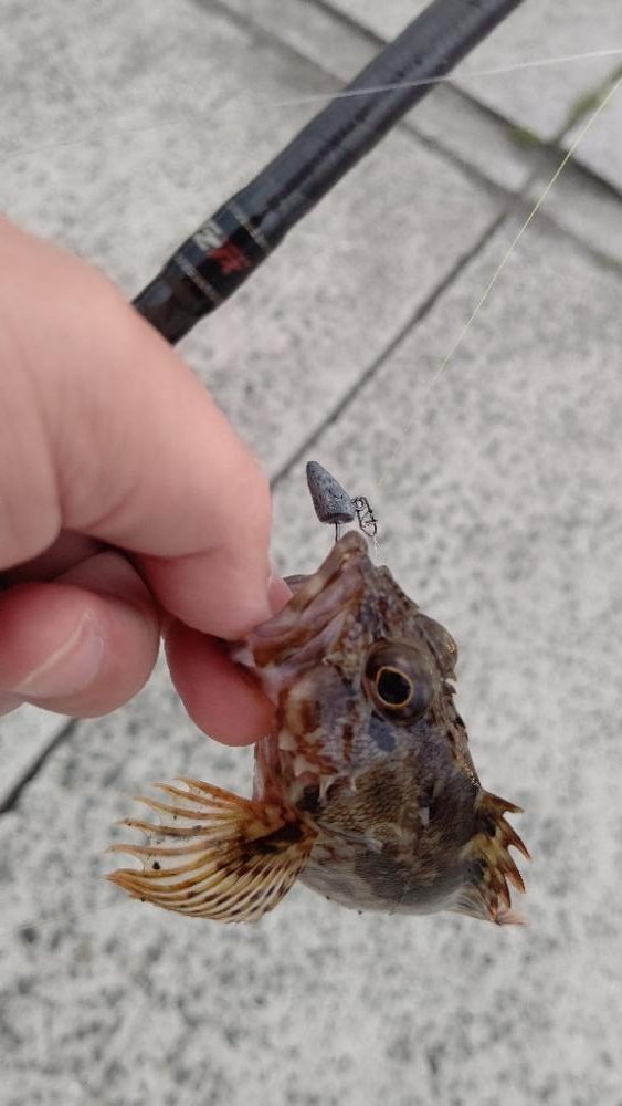 小さいやつしかよう釣らん。