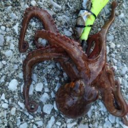 シーズン初タコ