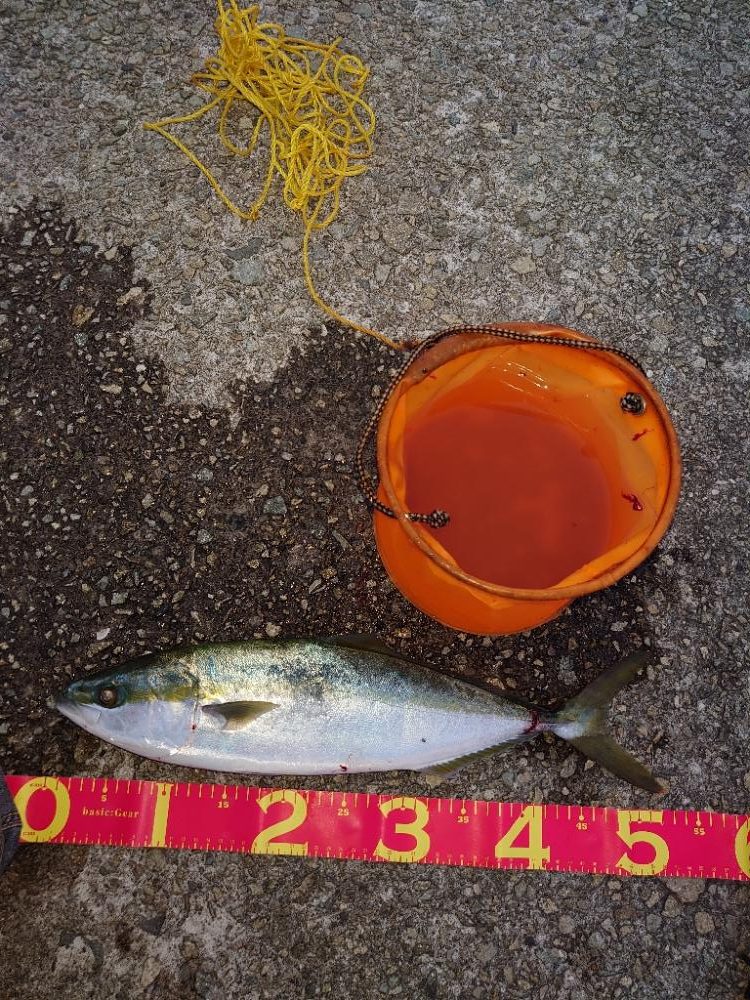 ショアジギとメバリング