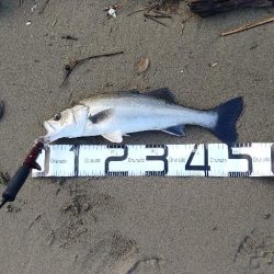 嬉シーバス⤴️