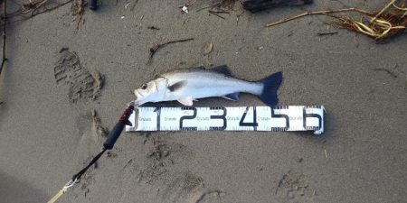 嬉シーバス⤴️