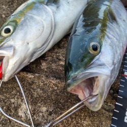 ショアプラッキング